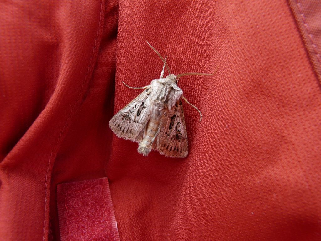 Acronicta ? No, Agrotis proverai (Noctuidae)